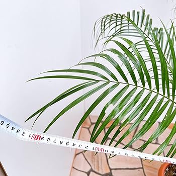 Amazon｜ヤシ ヤシの木 フェニックスロベレニー 幹上がり 根